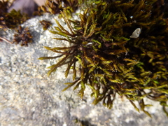 Orthotrichum diaphanum