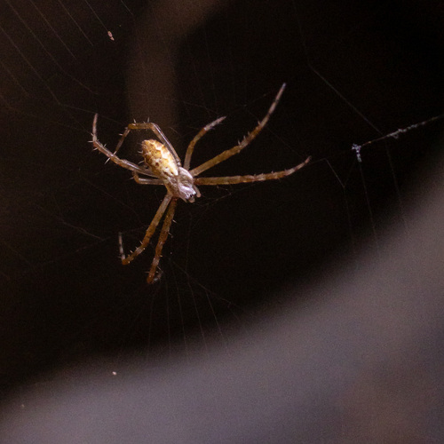 Silver Garden Orbweaver