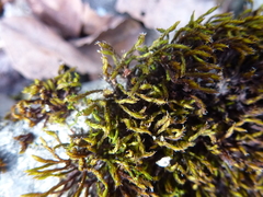 Orthotrichum diaphanum