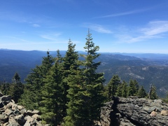 Abies magnifica shastensis