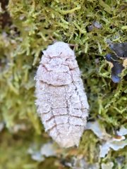 Coelostomidia zealandica