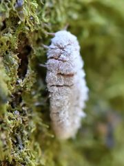 Coelostomidia zealandica