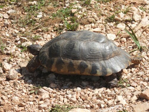 Testudo marginata