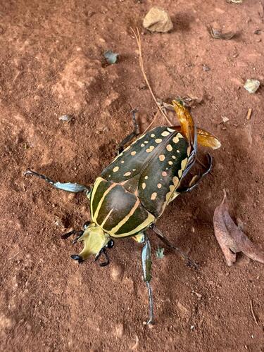 Mecynorhina confluens