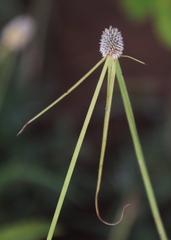 Cyperus cristatus