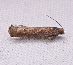 Pseudexentera mali