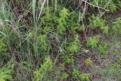 Cyperus cristatus