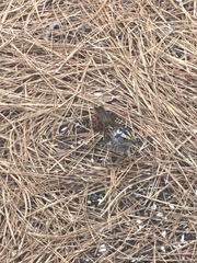 Zonotrichia albicollis