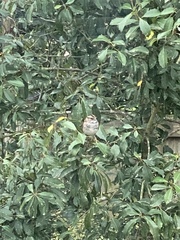 Zonotrichia albicollis