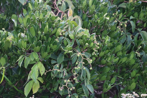 Cyphostemma cirrhosum subsp. transvaalense image