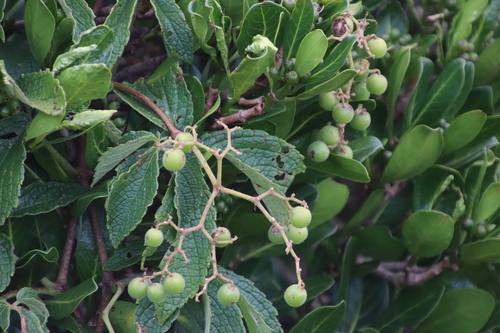 Cyphostemma cirrhosum subsp. transvaalense image