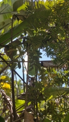 Colea