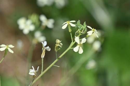 Wild radish