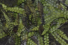 Blechnum blechnoides