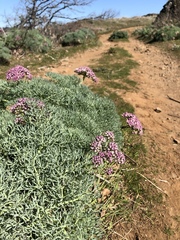Lomatium columbianum