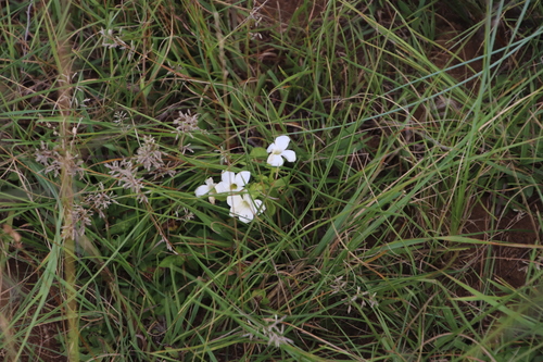 Thunbergia atriplicifolia image