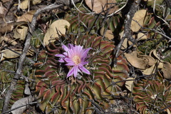 Echinofossulocactus lamellosus