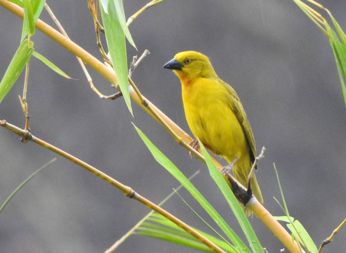 Holub's Golden-Weaver