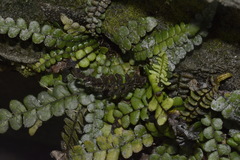Blechnum blechnoides