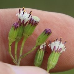 Senecio rhyncholaenus image