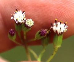 Senecio rhyncholaenus image