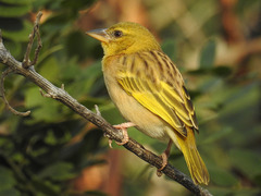 Ploceus xanthopterus