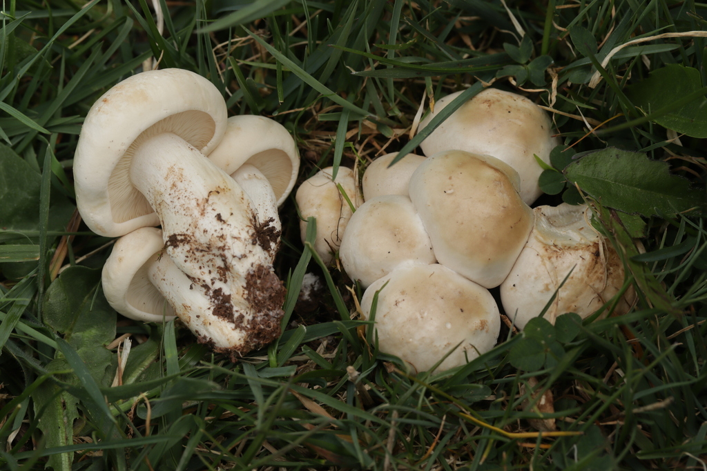 Calocybe gambosa · April 2026 · photo: © bjoerns (iNaturalist, cc-by)