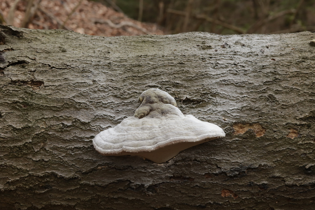 Fomes fomentarius · April 2026 · photo: © bjoerns (iNaturalist, cc-by)