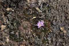 Echinofossulocactus lamellosus