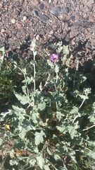 Sphaeralcea mendocina