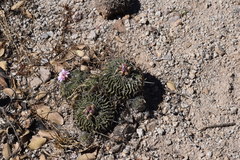 Echinofossulocactus lamellosus