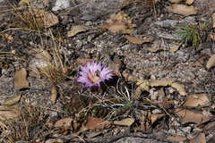 Echinofossulocactus lamellosus