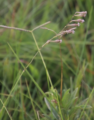 Silene burchellii subsp. modesta image
