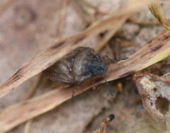Podops inunctus