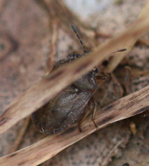 Podops inunctus