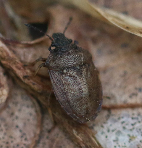 European Turtle-bug, photo 4 of 10