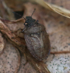Podops inunctus