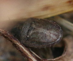 Podops inunctus