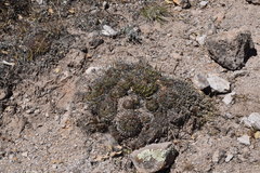 Echinofossulocactus lamellosus