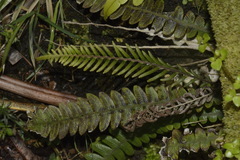 Blechnum blechnoides