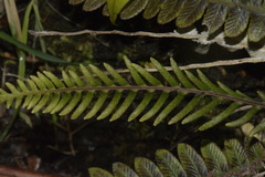 Blechnum blechnoides