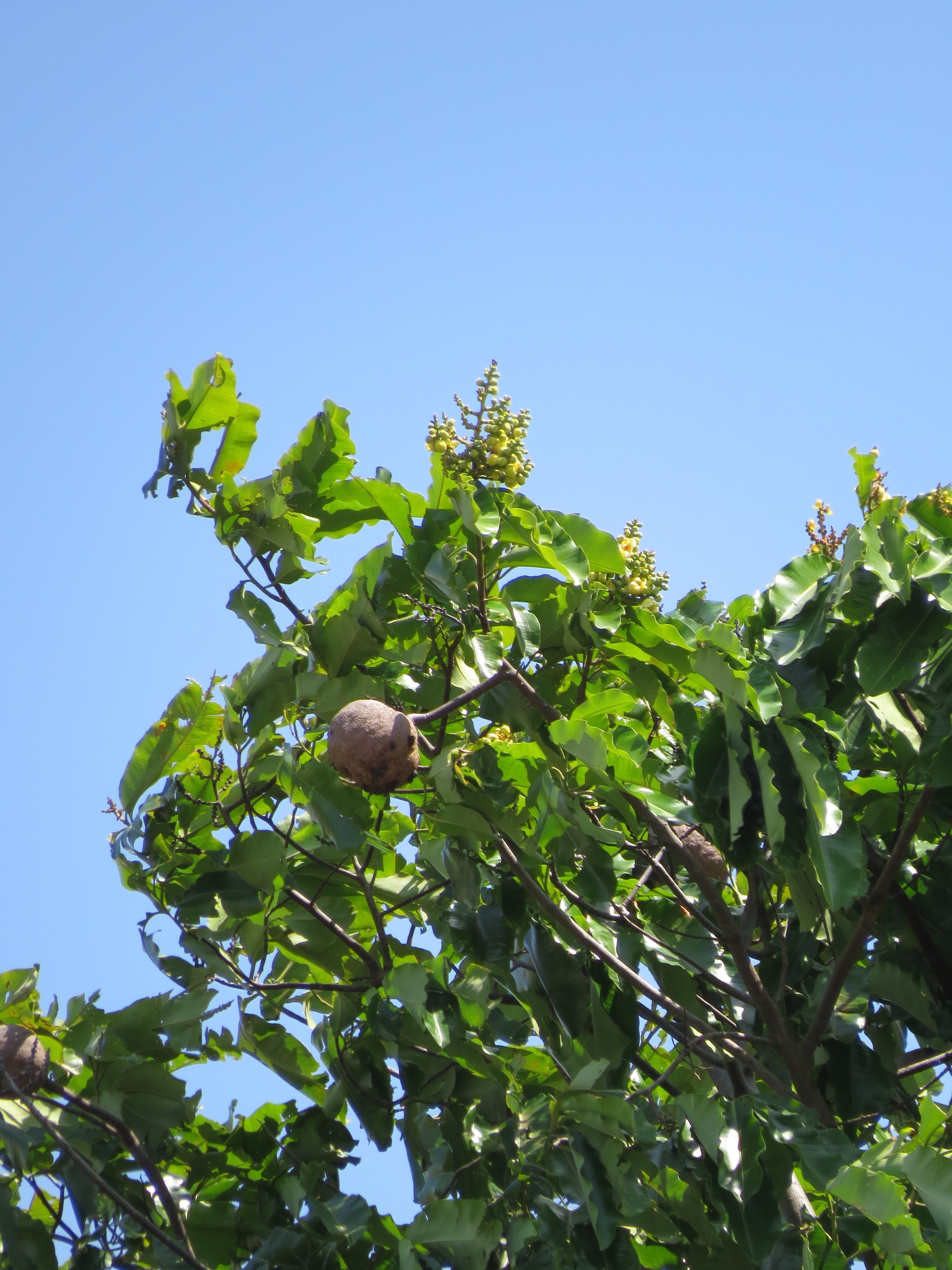 Brazil Nut Tree Uk