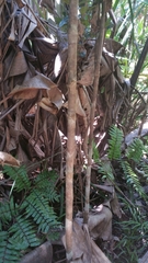 Colea