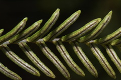 Blechnum blechnoides