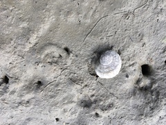 Amphibola crenata