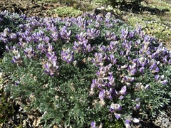 Lupinus breweri bryoides