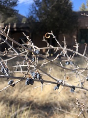 Forestiera pubescens pubescens