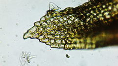 Vinealobryum vineale