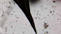 Vinealobryum vineale