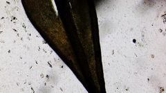 Vinealobryum vineale